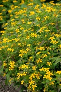 Chrysogonum virginianum Andre Viette 9 cm Topf - Größe nach Saison