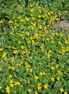 Chrysogonum virginianum Andre Viette 9 cm Topf - Größe nach Saison