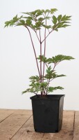 Cimicifuga simplex Brunette 11 cm Topf - Größe nach Saison