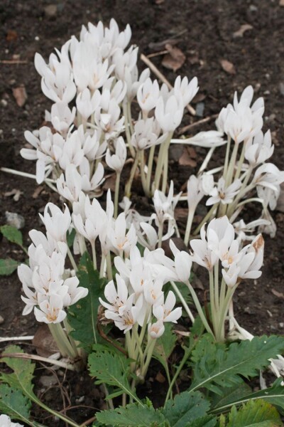 Colchicum autumnale Album 11 cm Topf - Größe nach Saison