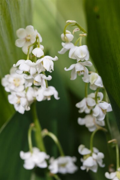 Convallaria majalis Pleniflora 9 cm Topf - Größe nach Saison