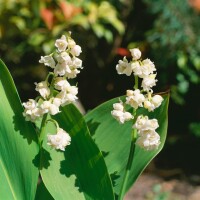 Convallaria majalis Pleniflora 9 cm Topf - Größe nach Saison