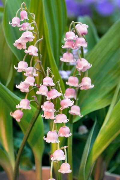 Convallaria majalis Rosea 9 cm Topf - Größe nach Saison