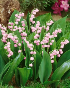 Convallaria majalis Rosea 9 cm Topf - Größe nach Saison