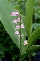 Convallaria majalis Rosea 9 cm Topf - Größe nach Saison