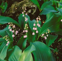 Convallaria majalis Rosea 9 cm Topf - Größe nach Saison