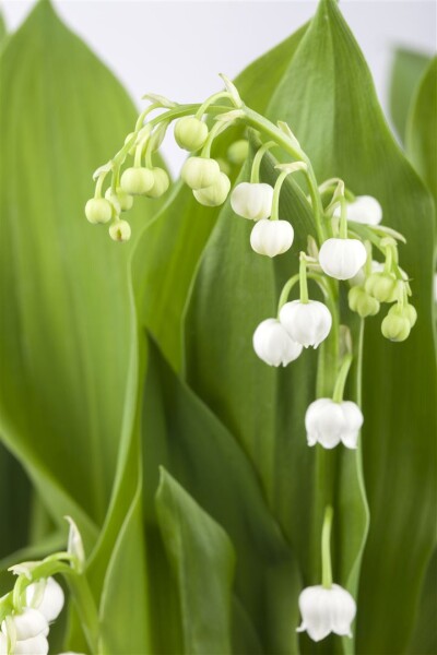 Convallaria majalis, weiß 9 cm Topf - Größe nach Saison