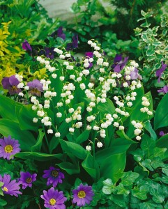 Convallaria majalis, weiß 9 cm Topf - Größe nach Saison