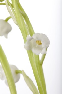 Convallaria majalis, weiß 9 cm Topf - Größe nach Saison