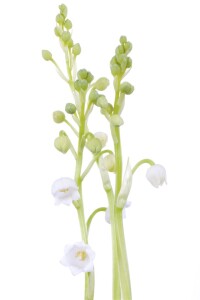 Convallaria majalis, weiß 9 cm Topf - Größe nach Saison