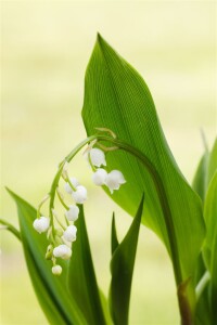 Convallaria majalis, weiß 9 cm Topf - Größe nach Saison