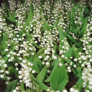 Convallaria majalis, weiß 9 cm Topf - Größe nach Saison