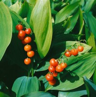 Convallaria majalis, weiß 9 cm Topf - Größe nach Saison