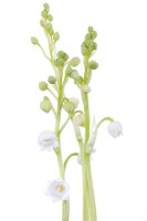 Convallaria majalis, weiß 9 cm Topf - Größe nach Saison