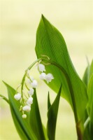 Convallaria majalis, weiß 9 cm Topf - Größe nach Saison