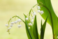 Convallaria majalis, weiß 9 cm Topf - Größe nach Saison