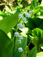 Convallaria majalis, weiß 9 cm Topf - Größe nach Saison