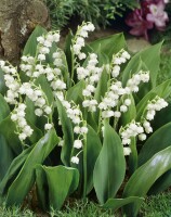 Convallaria majalis, weiß 9 cm Topf - Größe nach Saison