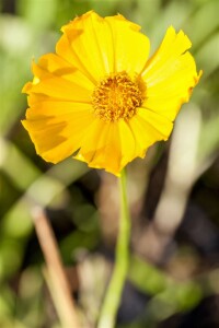 Coreopsis grandiflora Schnittgold 9 cm Topf -...