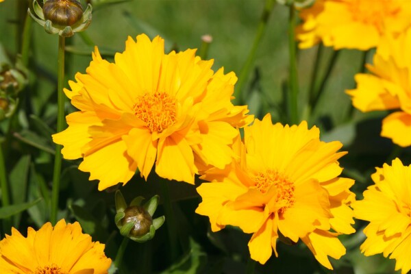 Coreopsis grandiflora Sunray, gen. 9 cm Topf - Größe nach Saison