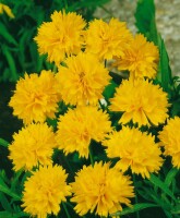 Coreopsis grandiflora Sunray, gen. 9 cm Topf - Größe nach Saison