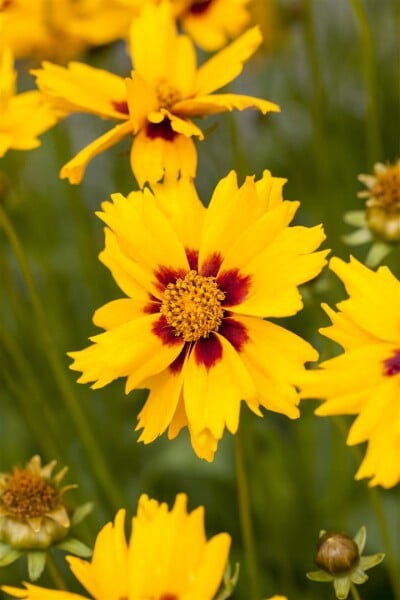 Coreopsis lanceolata Sterntaler 9 cm Topf - Größe nach Saison