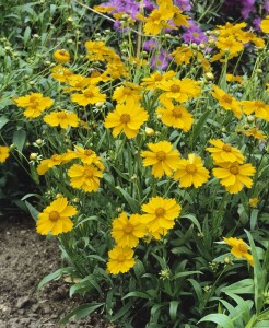 Coreopsis lanceolata Sterntaler 9 cm Topf - Größe nach Saison