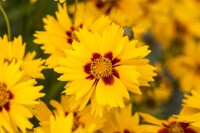 Coreopsis lanceolata Sterntaler 9 cm Topf - Größe nach Saison