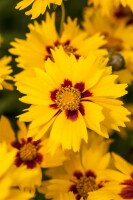 Coreopsis lanceolata Sterntaler 9 cm Topf - Größe nach Saison