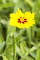 Coreopsis lanceolata Sterntaler 9 cm Topf - Größe nach Saison