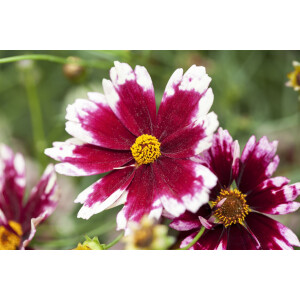 Coreopsis rosea Ruby Frost  -R- P 1