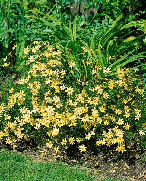 Coreopsis verticillata Moonbeam 9 cm Topf - Größe nach Saison