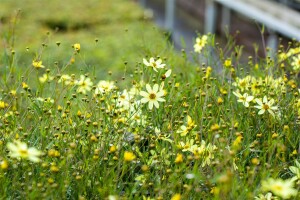 Coreopsis verticillata Moonbeam 9 cm Topf - Größe nach Saison