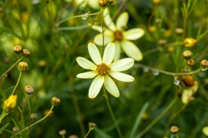 Coreopsis verticillata Moonbeam 9 cm Topf - Größe nach Saison