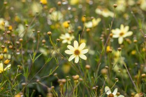 Coreopsis verticillata Moonbeam 9 cm Topf - Größe nach Saison