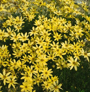 Coreopsis verticillata Moonbeam 9 cm Topf - Größe nach Saison