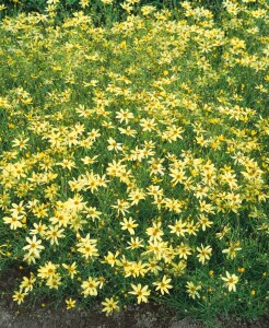 Coreopsis verticillata Moonbeam 9 cm Topf - Größe nach Saison