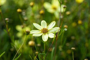 Coreopsis verticillata Moonbeam 9 cm Topf - Größe nach Saison