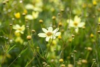 Coreopsis verticillata Moonbeam 9 cm Topf - Größe nach Saison