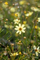 Coreopsis verticillata Moonbeam 9 cm Topf - Größe nach Saison