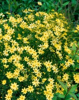 Coreopsis verticillata Moonbeam 9 cm Topf - Größe nach Saison