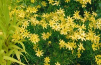 Coreopsis verticillata Moonbeam 9 cm Topf - Größe nach Saison