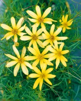 Coreopsis verticillata Moonbeam 9 cm Topf - Größe nach Saison