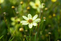 Coreopsis verticillata Moonbeam 9 cm Topf - Größe nach Saison