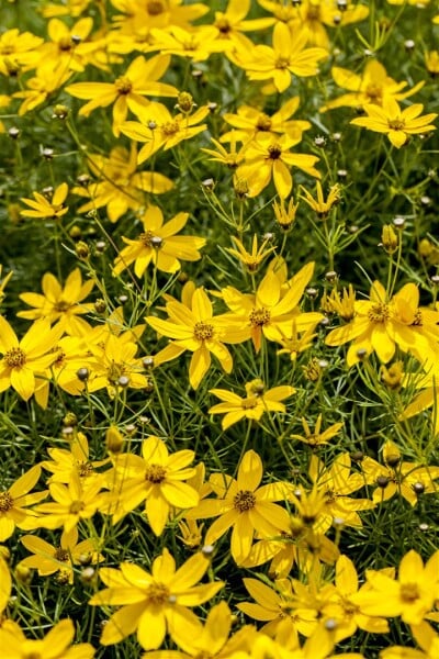 Coreopsis verticillata Zagreb 9 cm Topf - Größe nach Saison