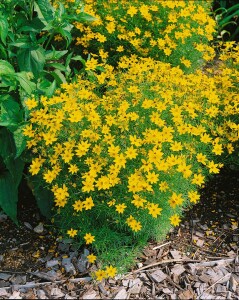 Coreopsis verticillata Zagreb 9 cm Topf - Größe nach Saison