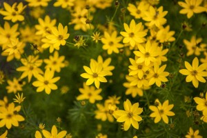 Coreopsis verticillata Zagreb 9 cm Topf - Größe nach Saison