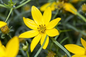 Coreopsis verticillata Zagreb 9 cm Topf - Größe nach Saison