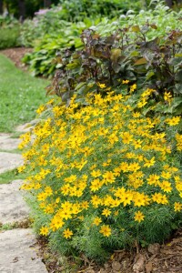 Coreopsis verticillata Zagreb 9 cm Topf - Größe nach Saison