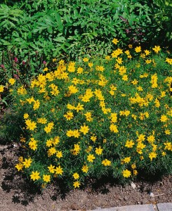 Coreopsis verticillata Zagreb 9 cm Topf - Größe nach Saison